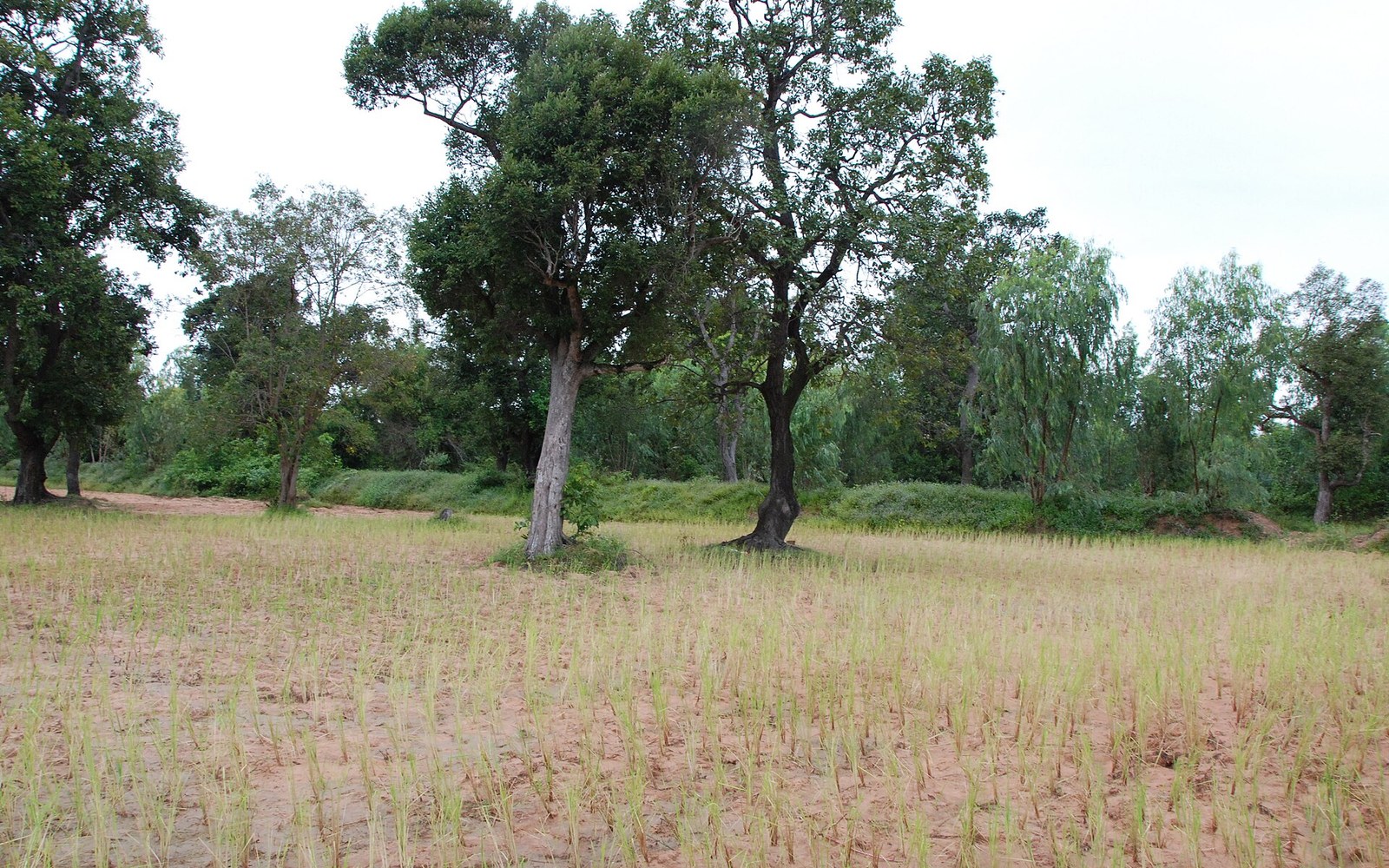 A rural road between rice fields under a wide sky